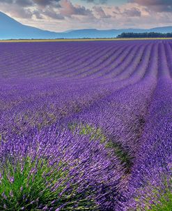 Lavender Fields Provence