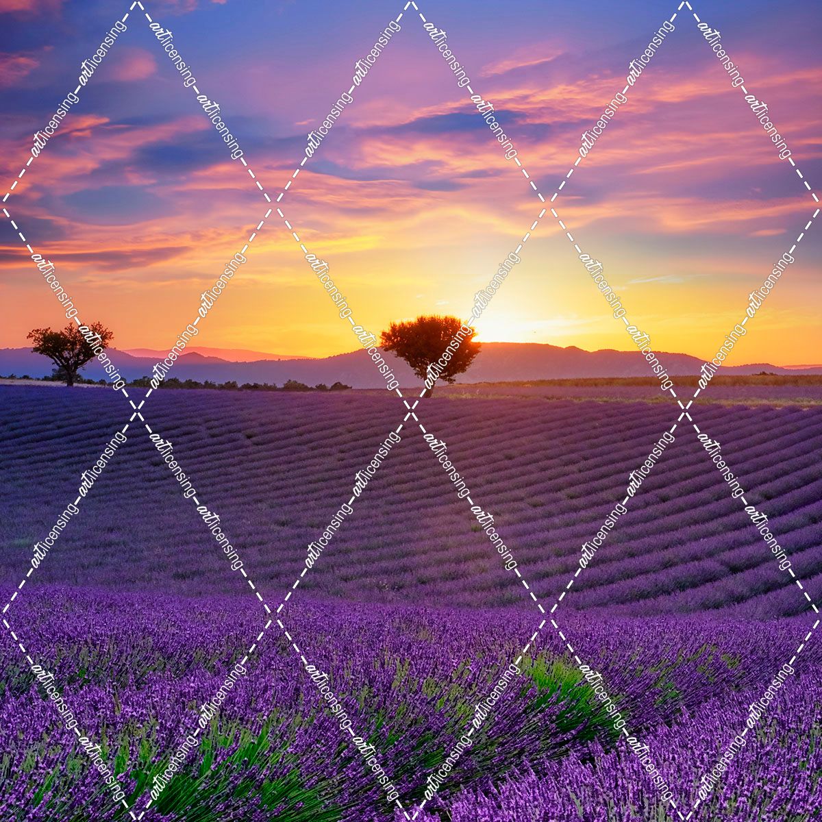 Lavender Sky Sunset