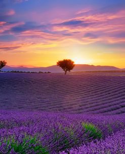 Lavender Sky Sunset