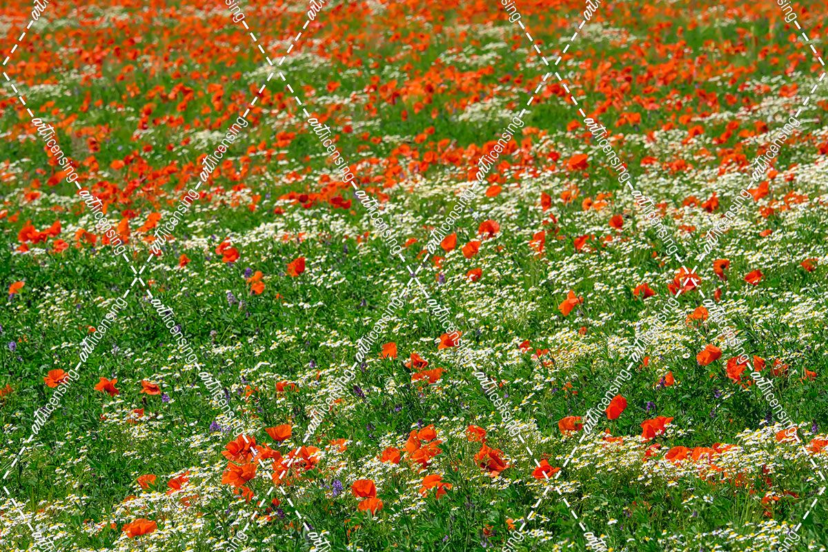 Poppies and Chamomile Field