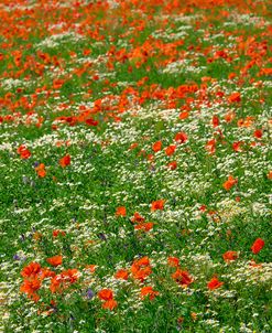 Poppies and Chamomile Field