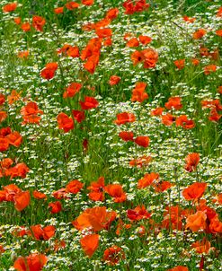 Poppies and Chamomile Flower Field