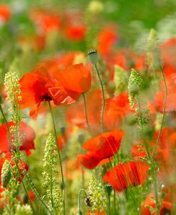 Poppy Field 2