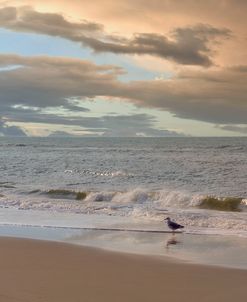 Seagull on Beach