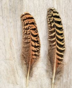 Pheasant Feathers