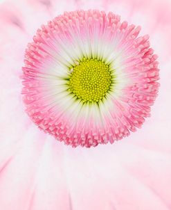 Pink Daisy