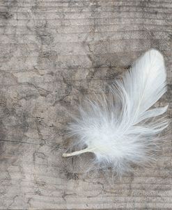 White Feather