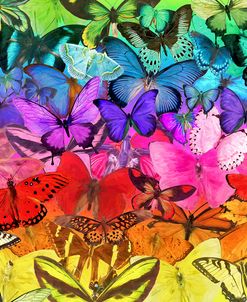 Rainbow of Butterflies