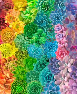 Rainbow Succulents II