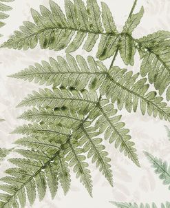 Dryopteris Fern Moss Green