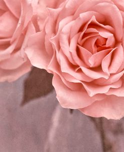 Vintage Roses