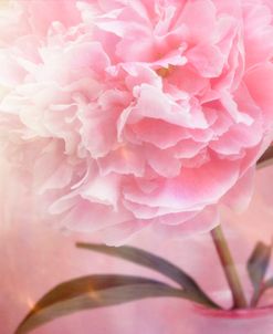 Pink Peony 5