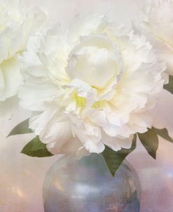 White Peonies