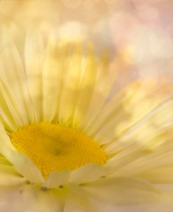 Yellow Daisy