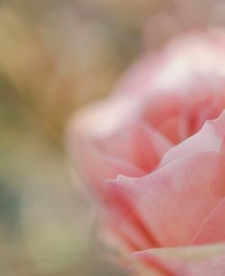 Soft Pink Rose