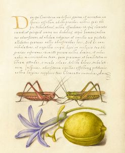 Grasshoppers, Hyacinth, and Almond