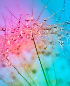 Rainbow Droplets