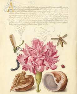 Damselfly, Carnation, Walnut, and Mollusk