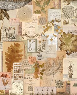 Vintage Herbarium