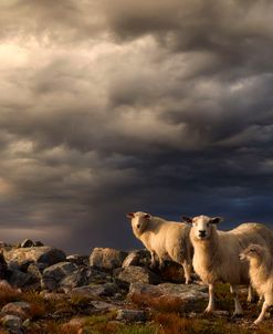 Sheep With Lambs