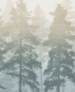 Misty Pine Forest