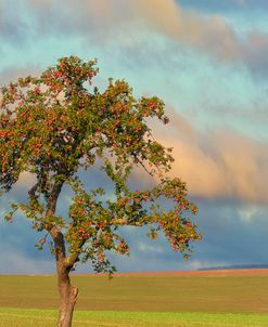 Apple Tree