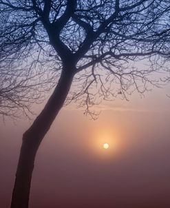 Dawn Tree