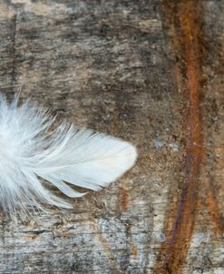 Little White Feather on Rough Wood