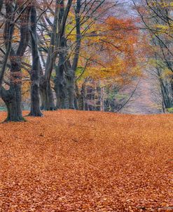 Beech Lane