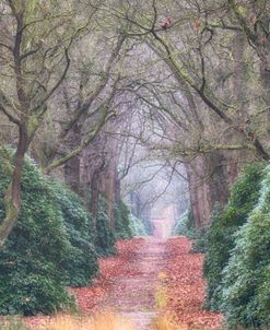 Rhododendron Lane