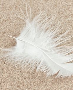 White Feather on Sand