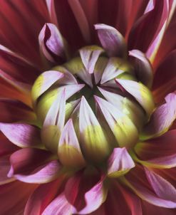 Wine Red Dahlia Close Up