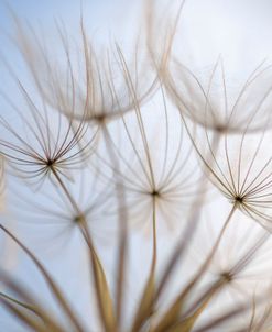 Salsify Seeds