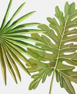 Fan Palm and Philodendron Leaf