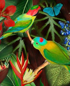 Paradise Birds Parrots