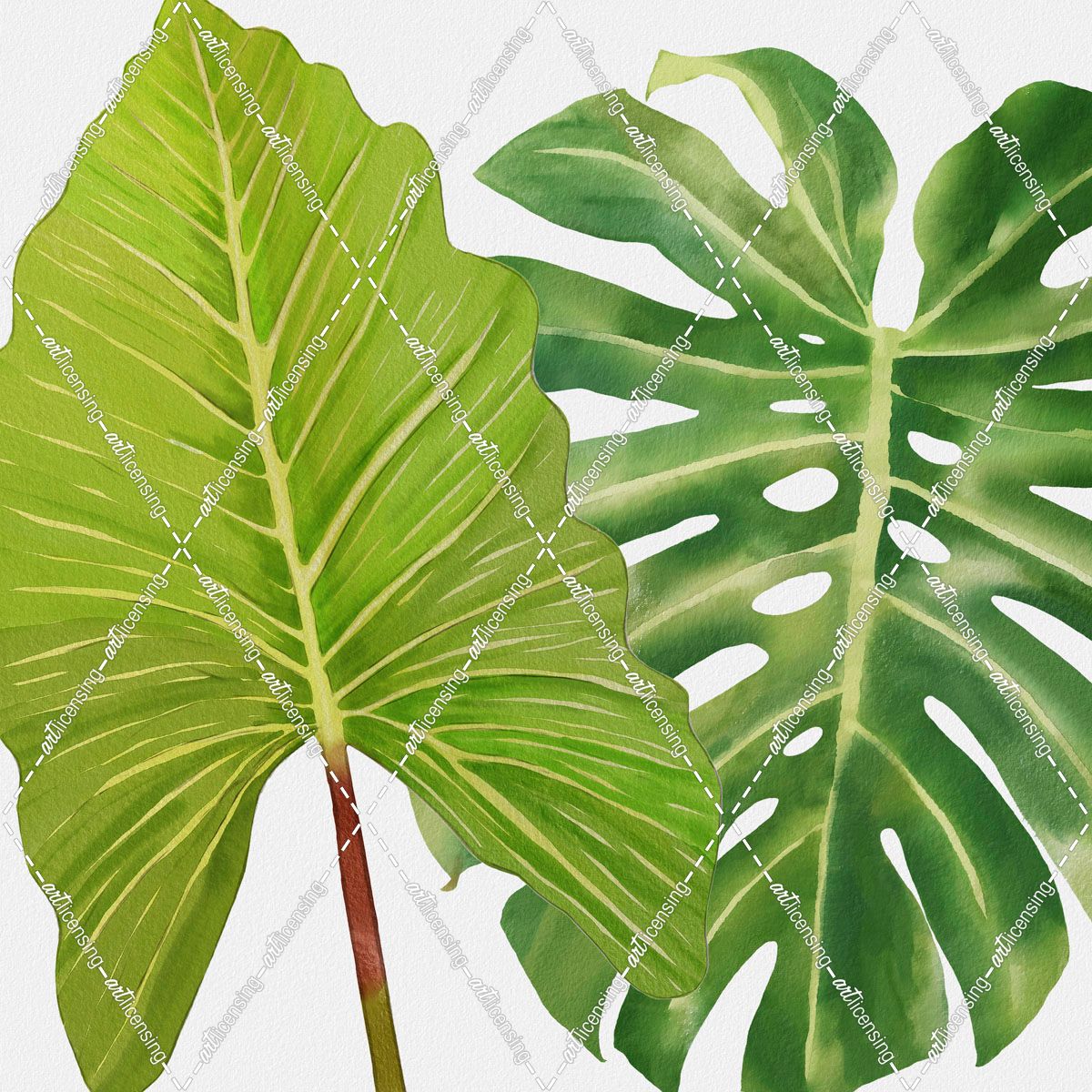 Philodendron and Monstera Leaf