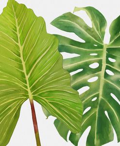 Philodendron and Monstera Leaf