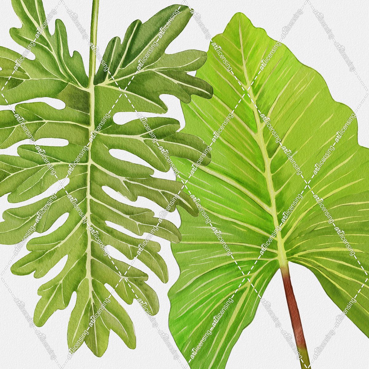 Philodendron Leaves