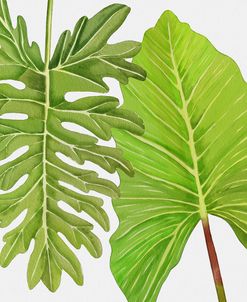 Philodendron Leaves