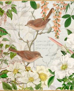 Spring Birding Song Birds
