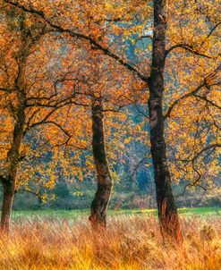 Autumn Leaves and Light