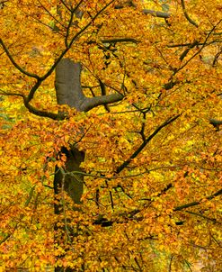 Copper Beech Tree