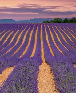 Purple Provence Lavender Fields