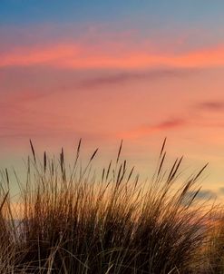 Grasses with Sun Set