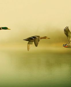 Ducks Flying