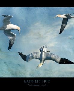 Gannets Trio