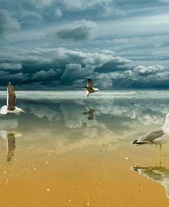 Seagulls on the Beach