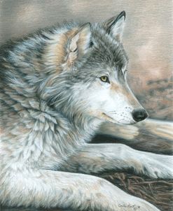 Calm Wolf