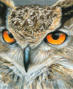 Orange-Eyed Owl