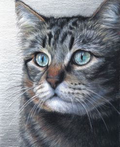 Cat Portrait